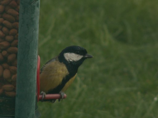 Great Tit