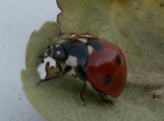 Ladybird