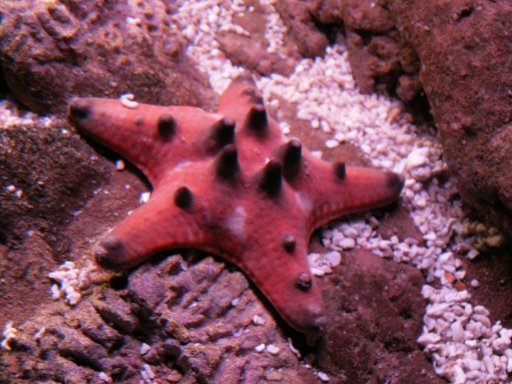 Chocolate Chip Starfish