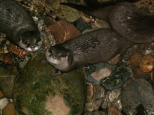 Otters