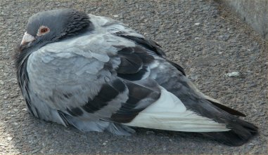 Pigeons at Burnham 4