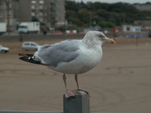 Gull at Weston 1