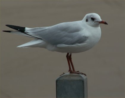 Gull at Weston 2