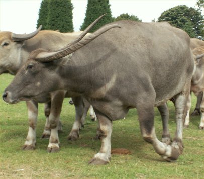 Asian Buffalo