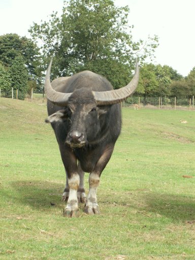Asian Buffalo 