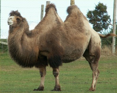 Camel