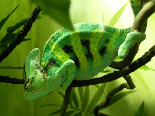 Chameleon