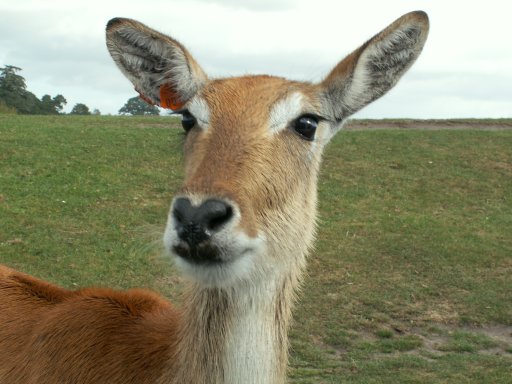 Red Lechwe