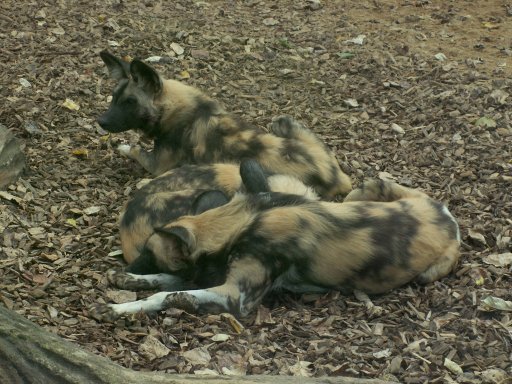 African Wild Dogs