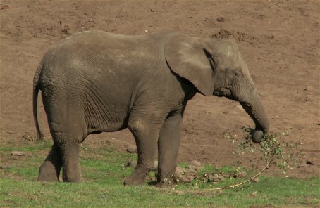 Elephant