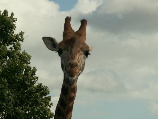 Giraffe