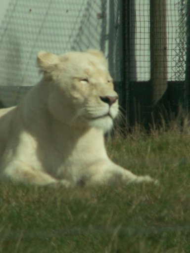 White Lion