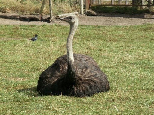 Ostrich