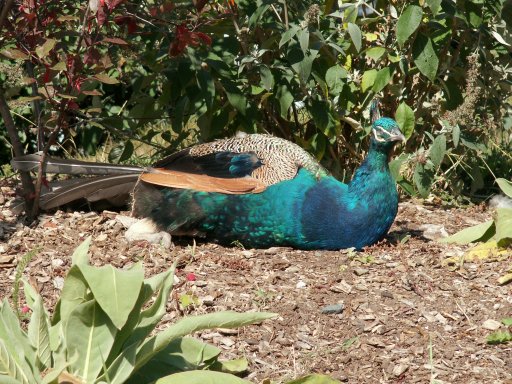 Peacock