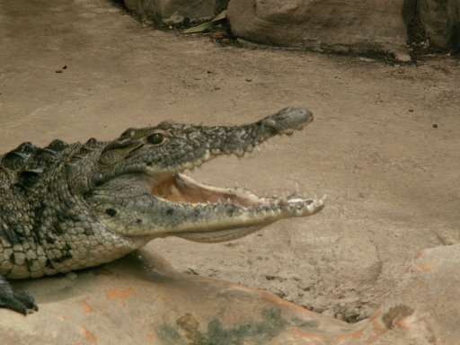 Alligator
