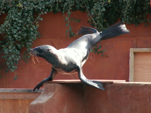 Fur Seal