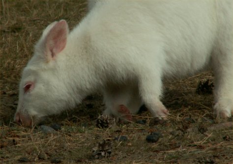 White Wallaby