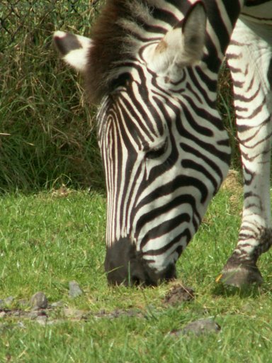 Zebra
