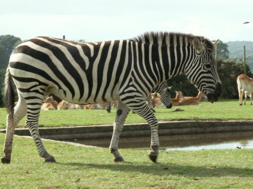 Zebra