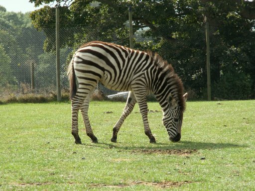 Zebra